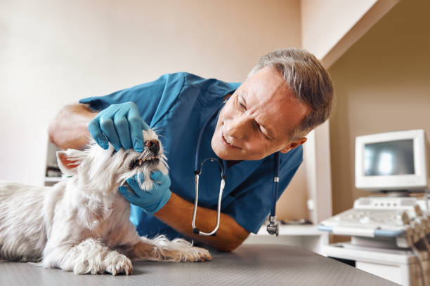 Best Emergency Dentist for Knocked-Out Tooth in Penryn, CA
